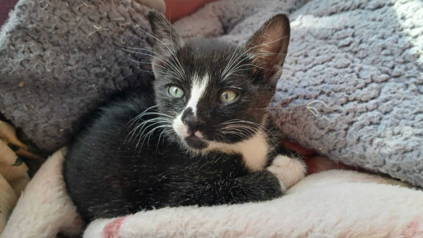 Photo #3 de P'tit loup