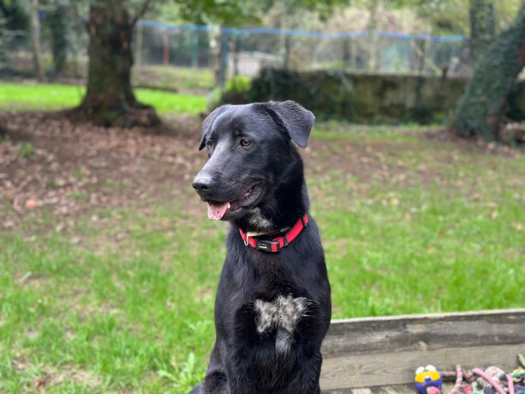 Photo #2 de Black pearl