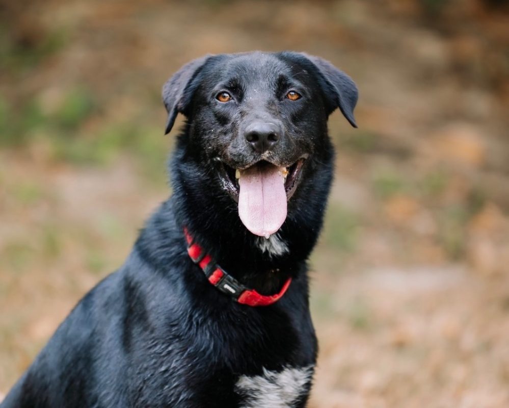Black pearl - Chien à adopter