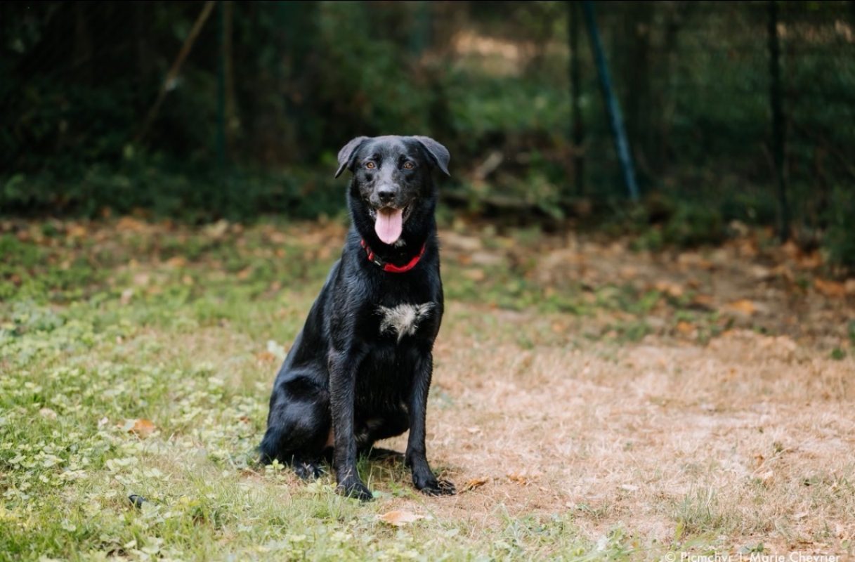 Black pearl - Chien à adopter - photo 2