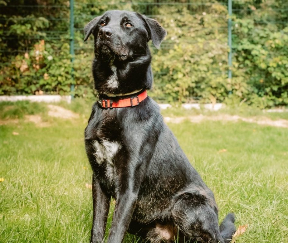 Black pearl - Chien à adopter - photo 3