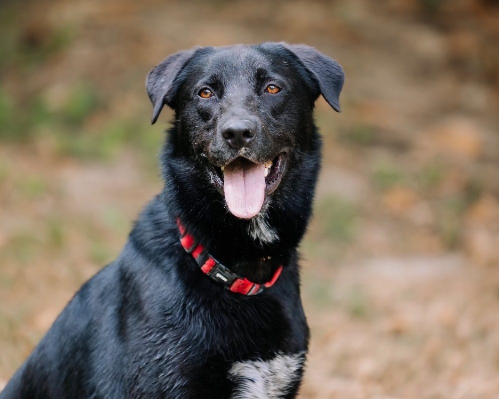 Black pearl - Chien à adopter - photo 4