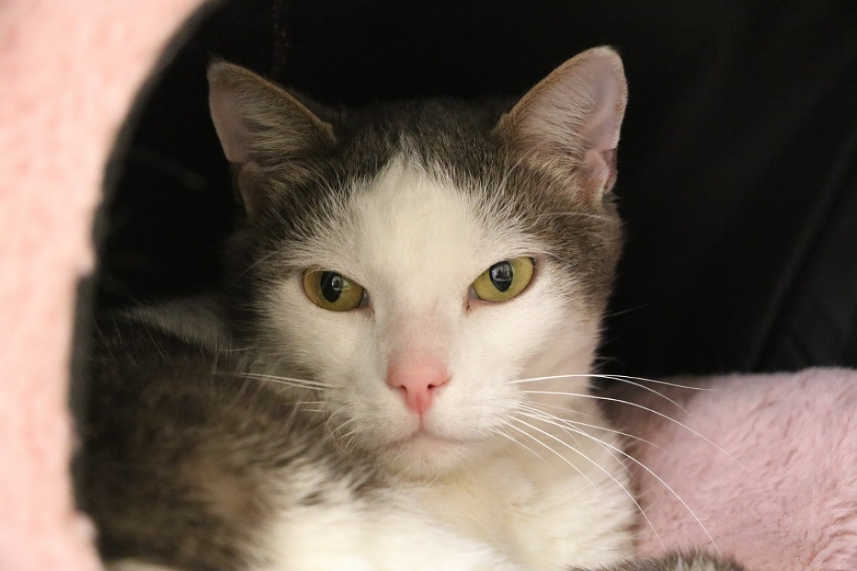 Photo de Mini crotte