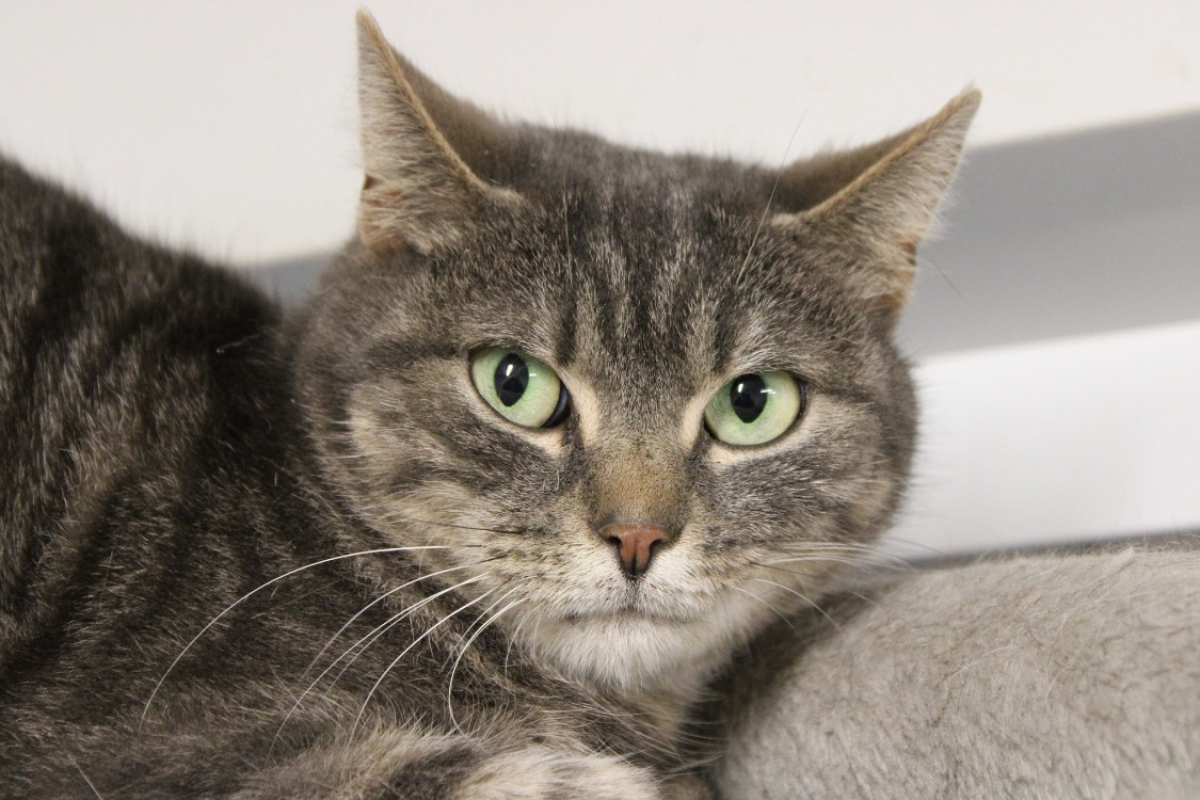 Photo #1 de Grisette