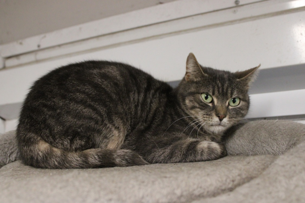 Photo #2 de Grisette