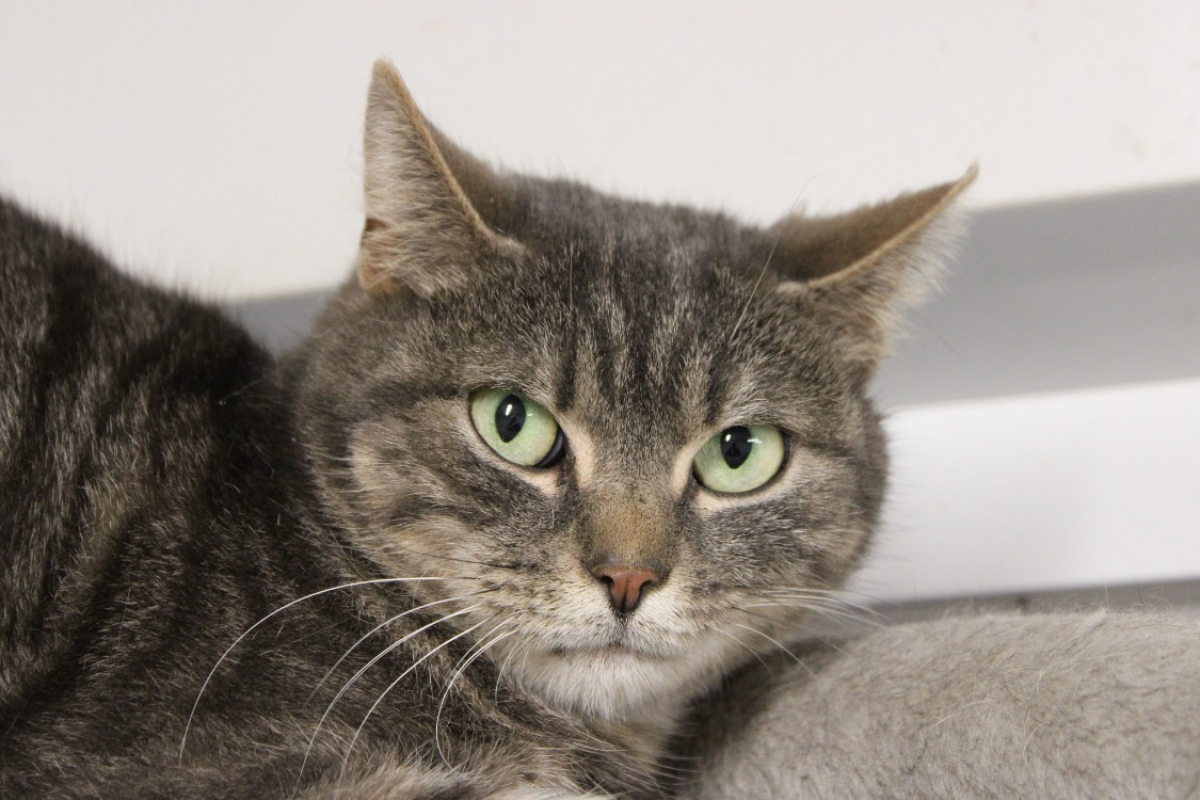 Photo #3 de Grisette