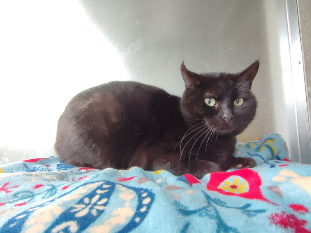 Photo #1 de Pholiote