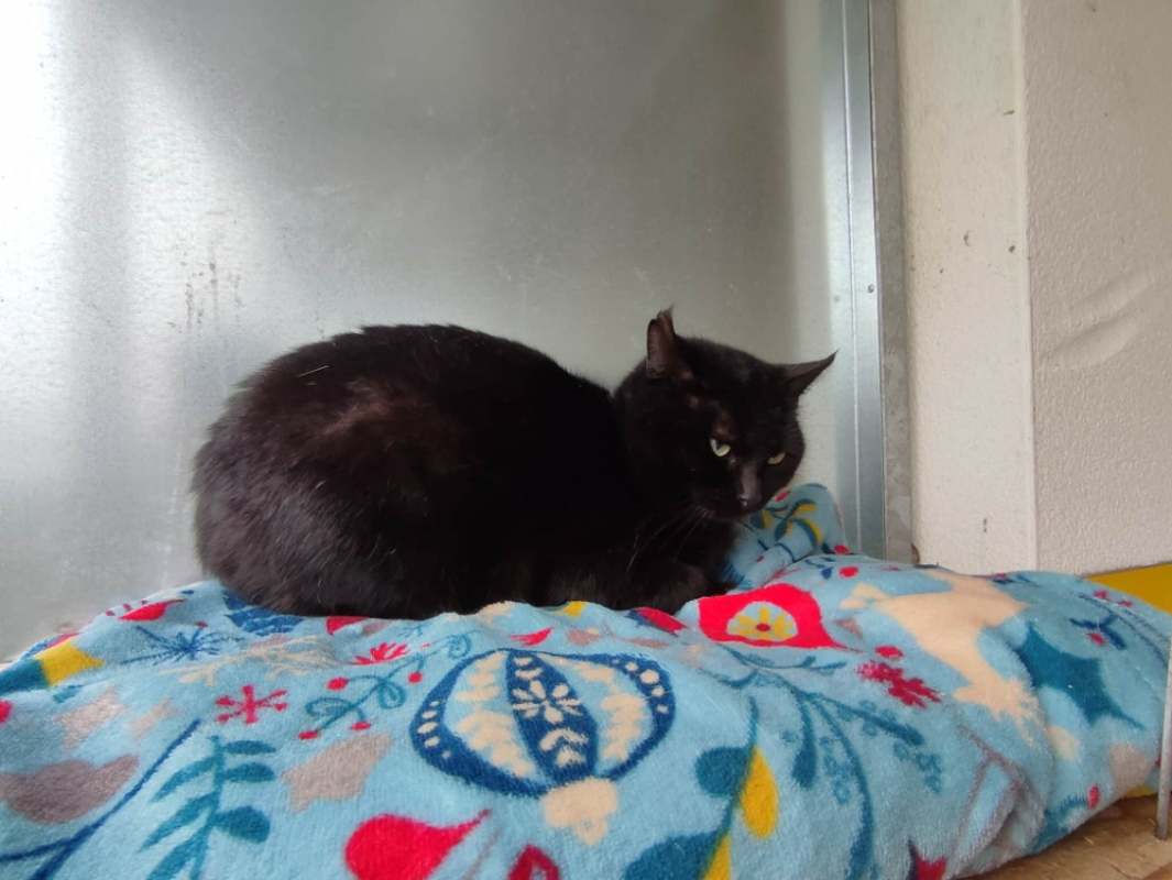 Photo #2 de Pholiote