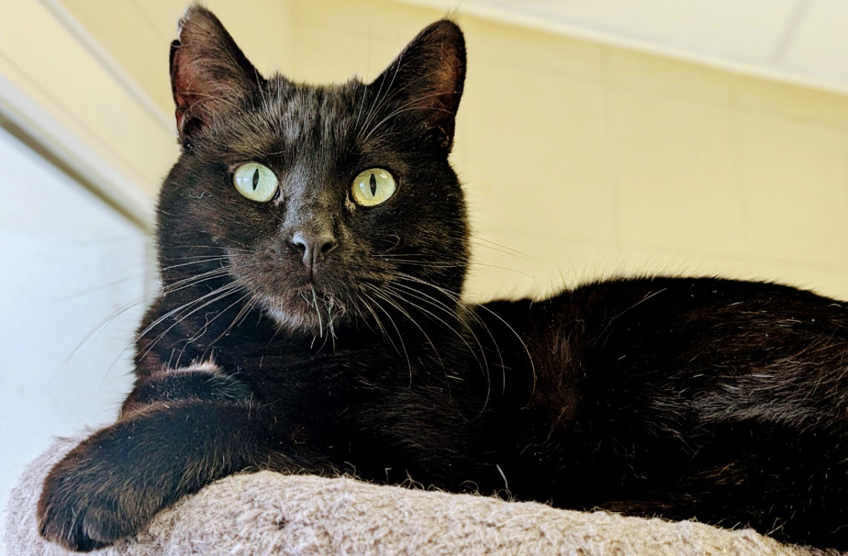 Photo #1 de Pholiote