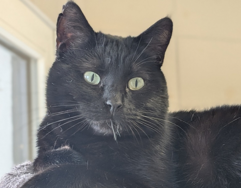 Photo #2 de Pholiote