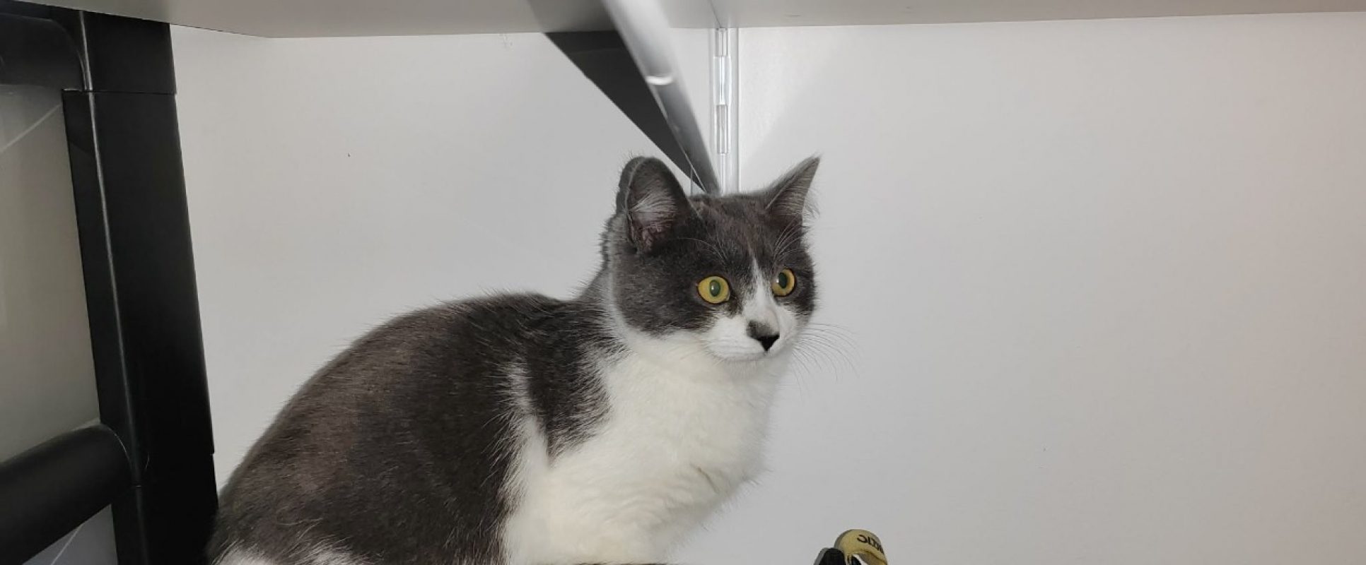 Azia - Européen à adopter à Aix-en-Provence (13) - Animaux.fr