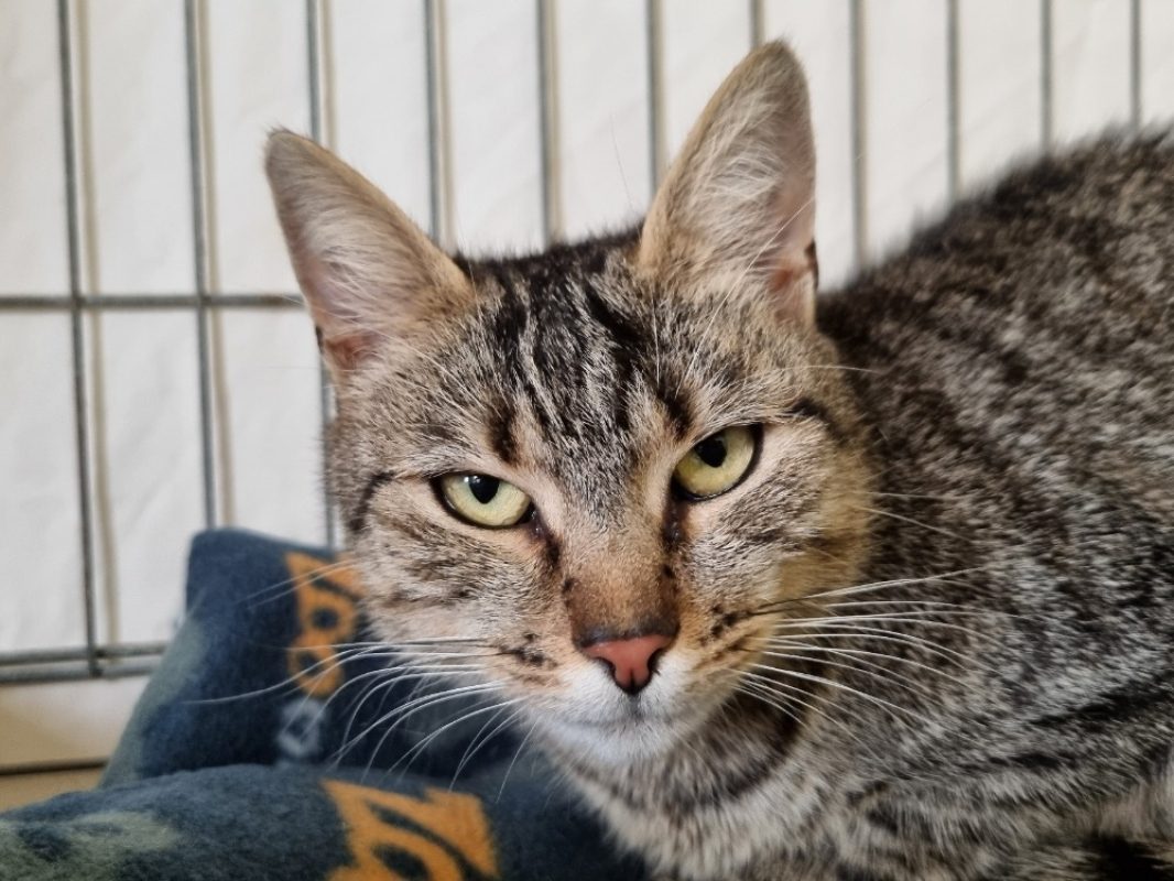 Elphaba - Chat à adopter à Vitré (35) - Animaux.fr