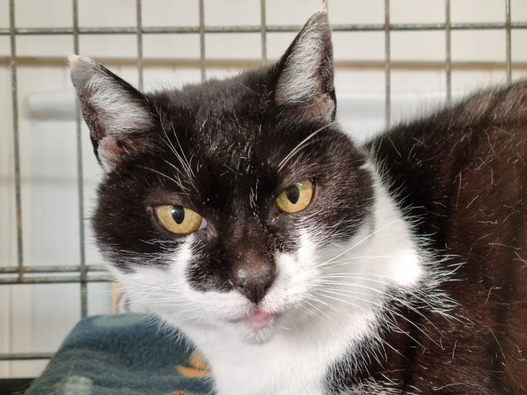 Photo #1 de Vanellope