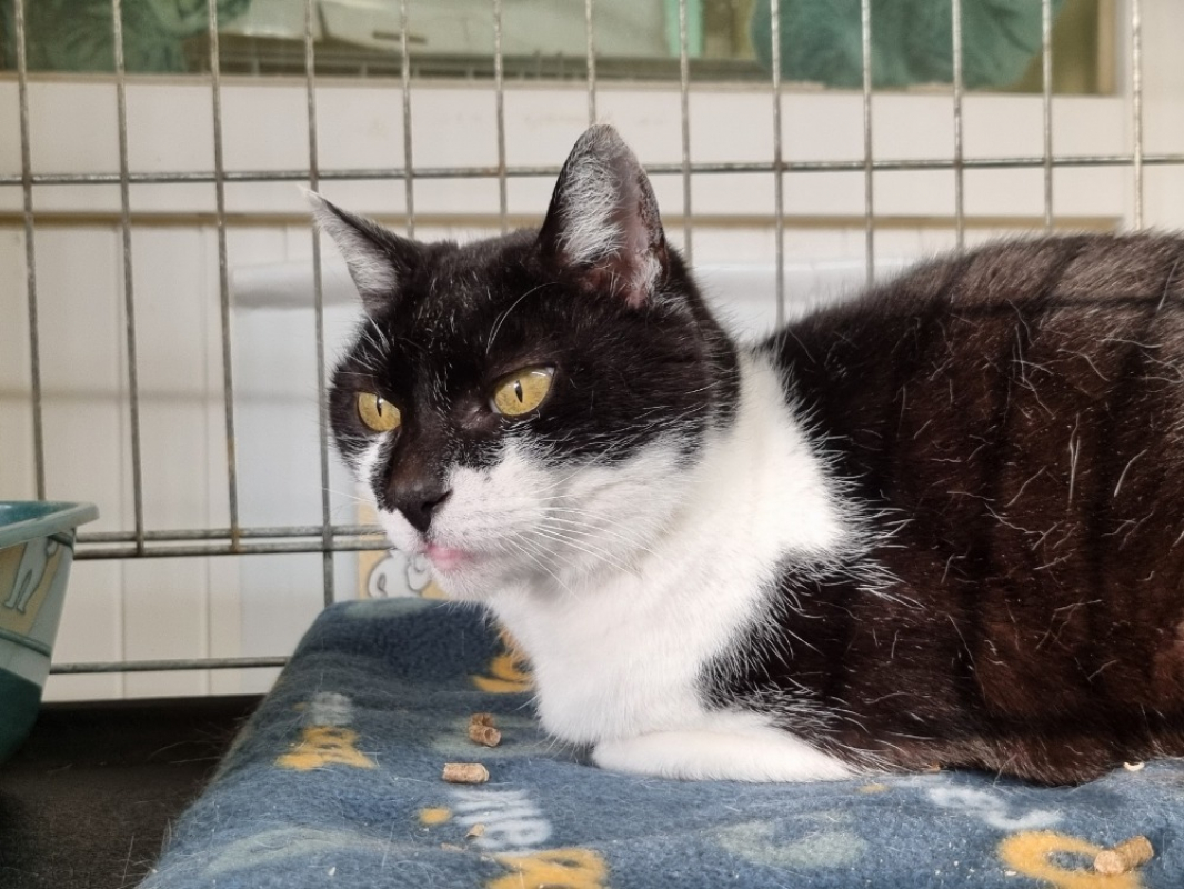 Photo #2 de Vanellope