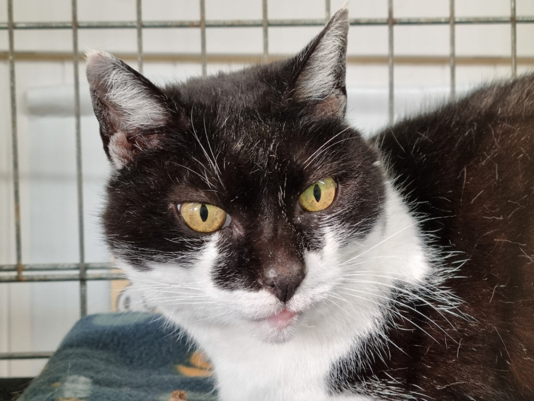 Photo #3 de Vanellope