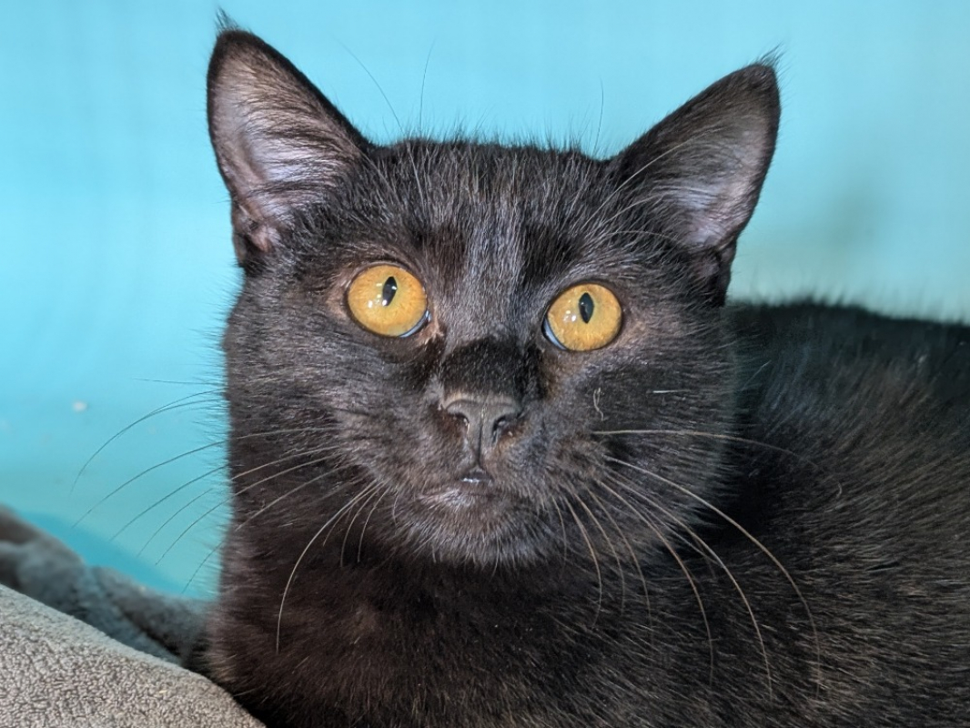 Photo #1 de Clafoutis