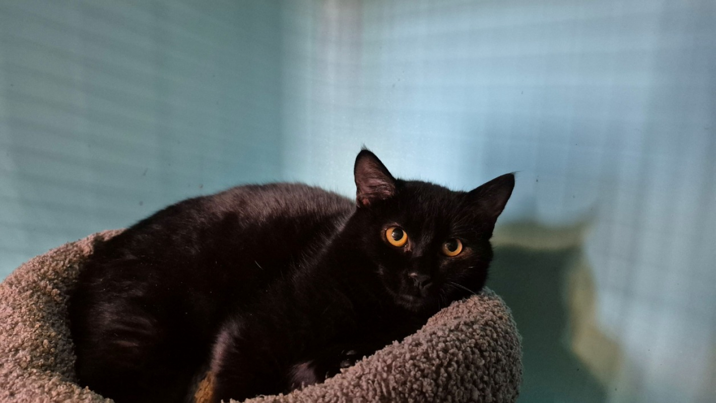 Photo #2 de Clafoutis