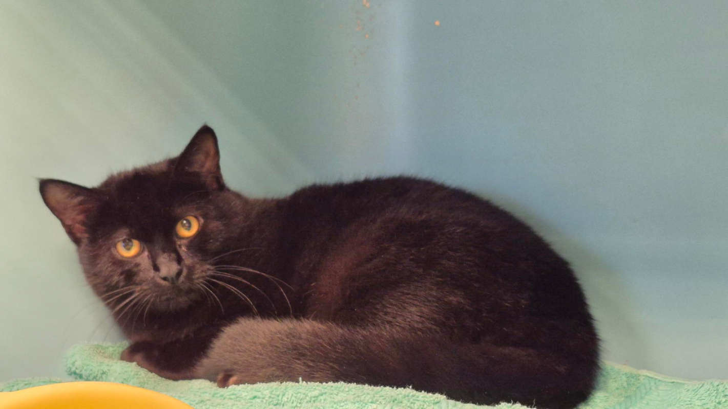 Photo #3 de Clafoutis