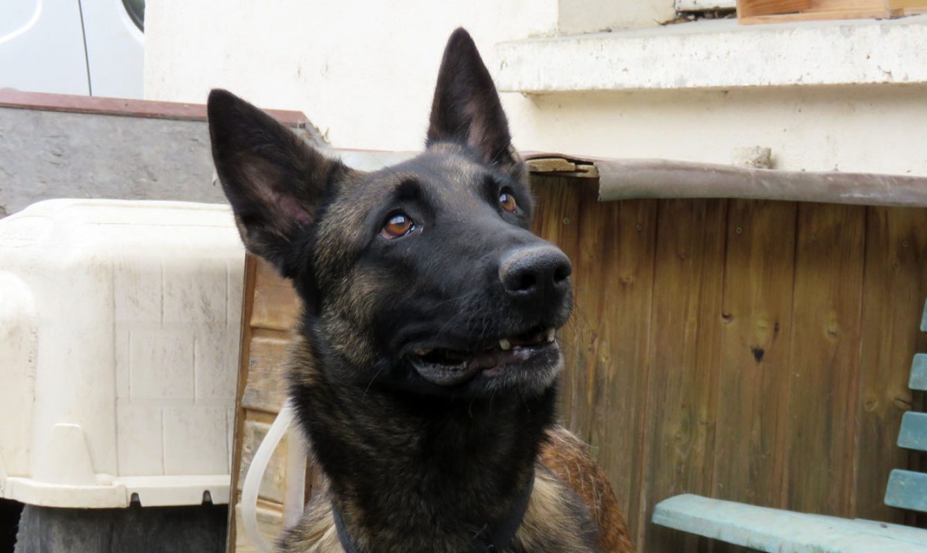 Maya - Chien Berger Belge Malinois à adopter