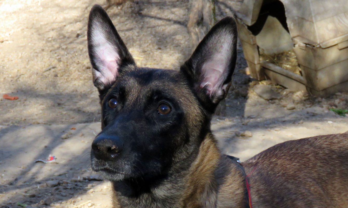 Maya - Chien Berger Belge Malinois à adopter - photo 2