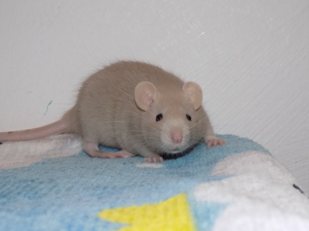 Photo #1 de Groseille