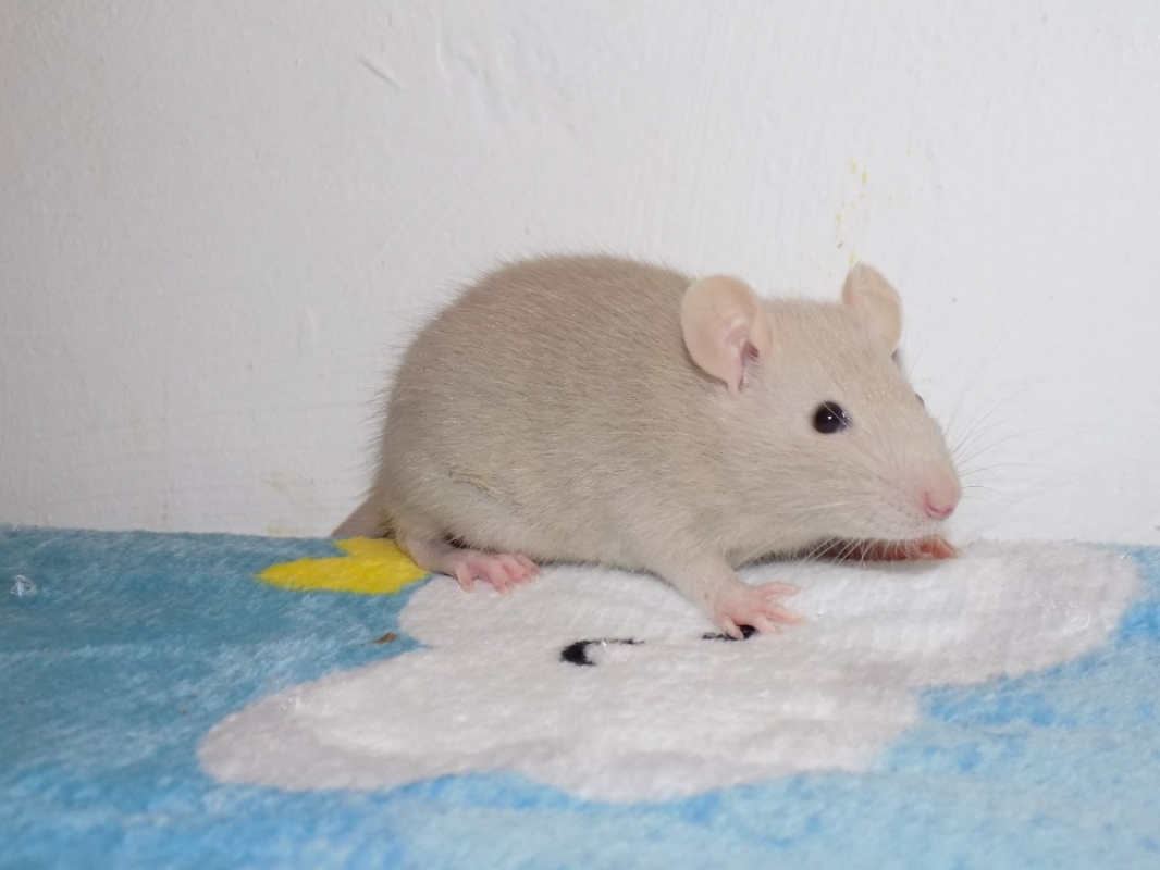 Photo #4 de Groseille