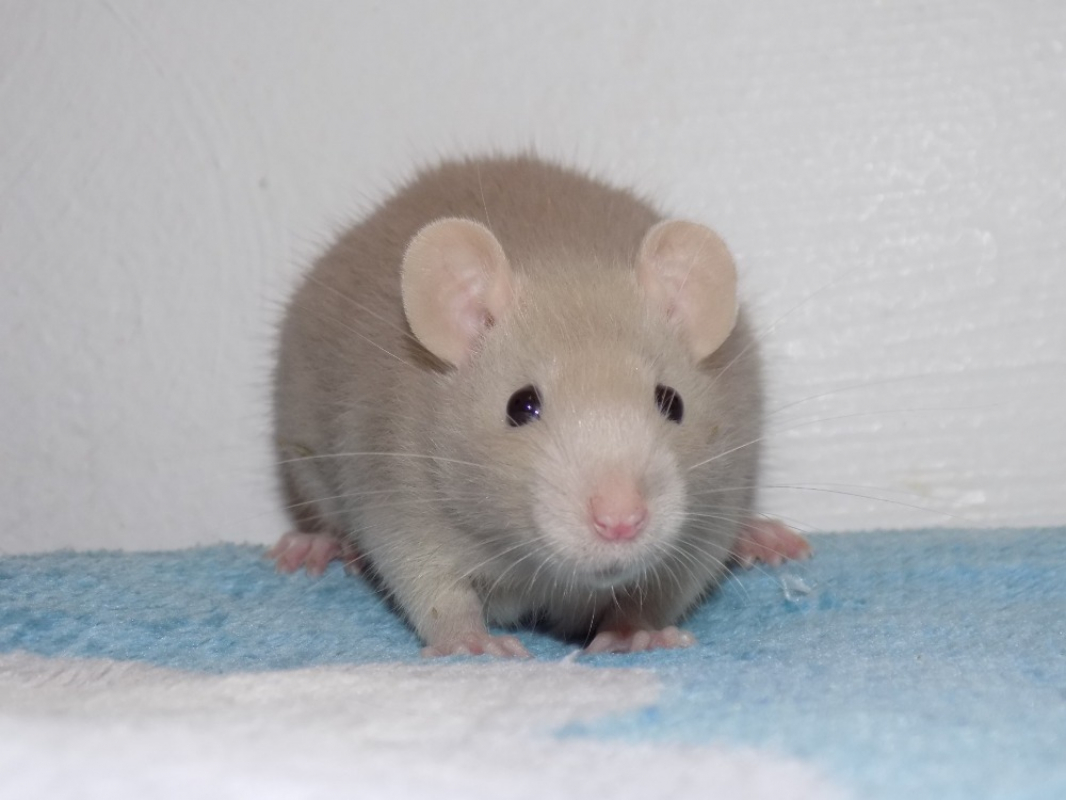 Photo #1 de Groseille