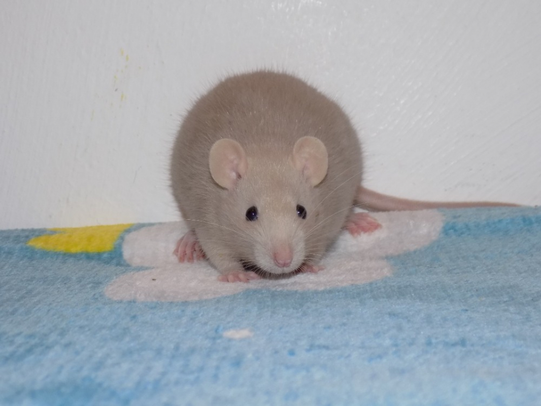 Photo #3 de Groseille