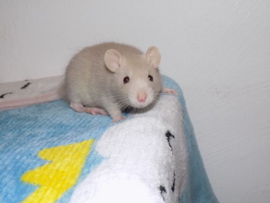 Photo #1 de Nectarine