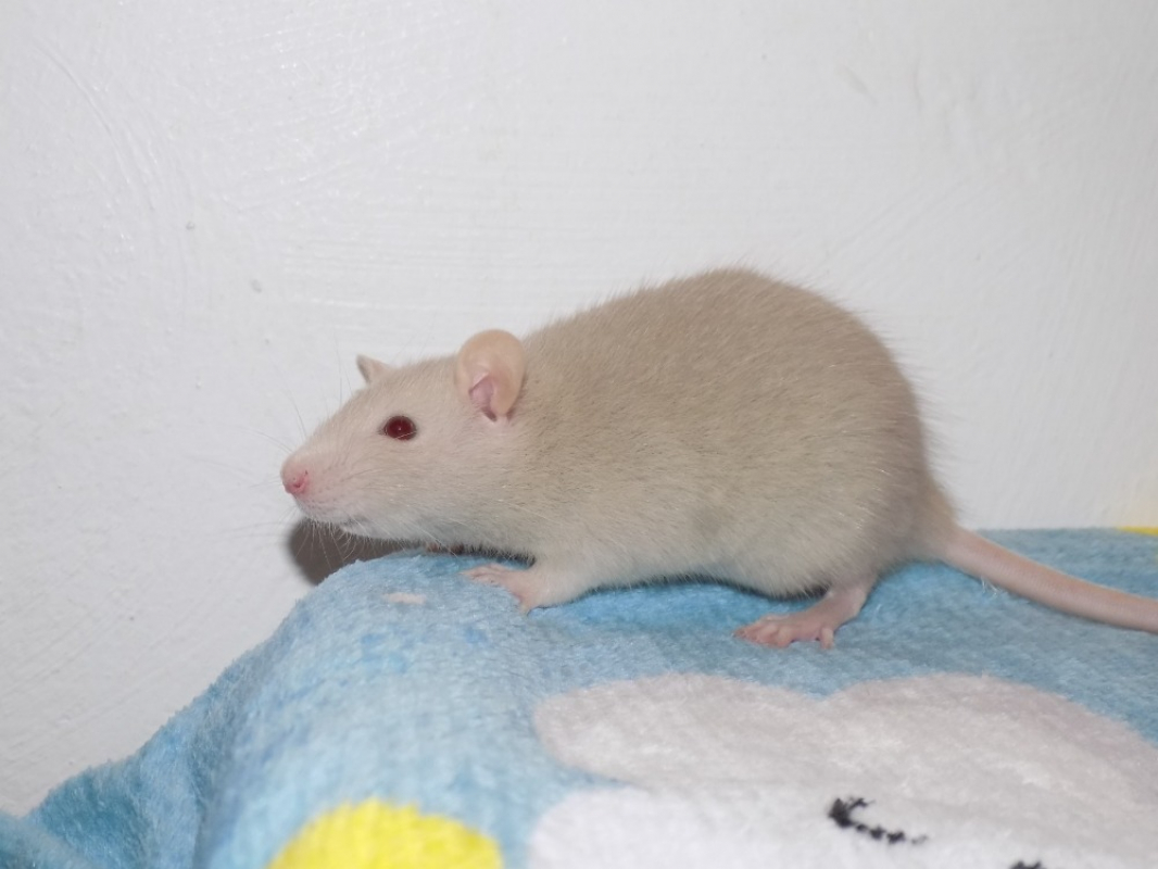 Photo #4 de Nectarine