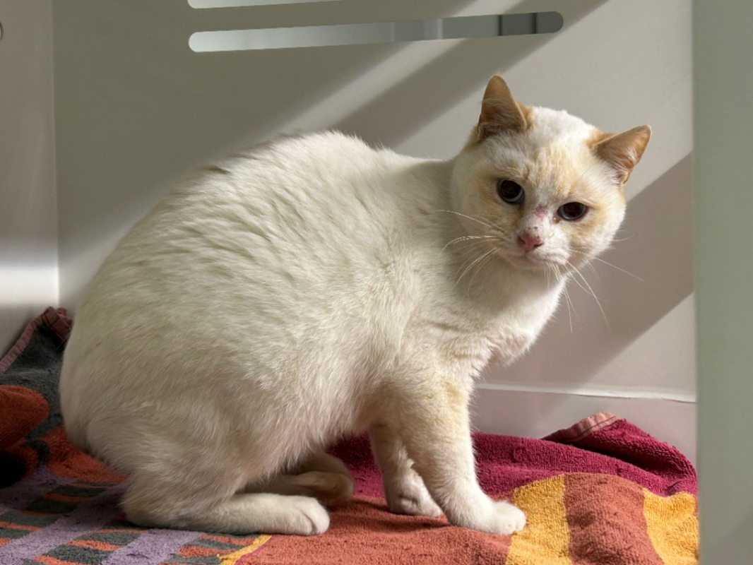 Photo #1 de Chaussette