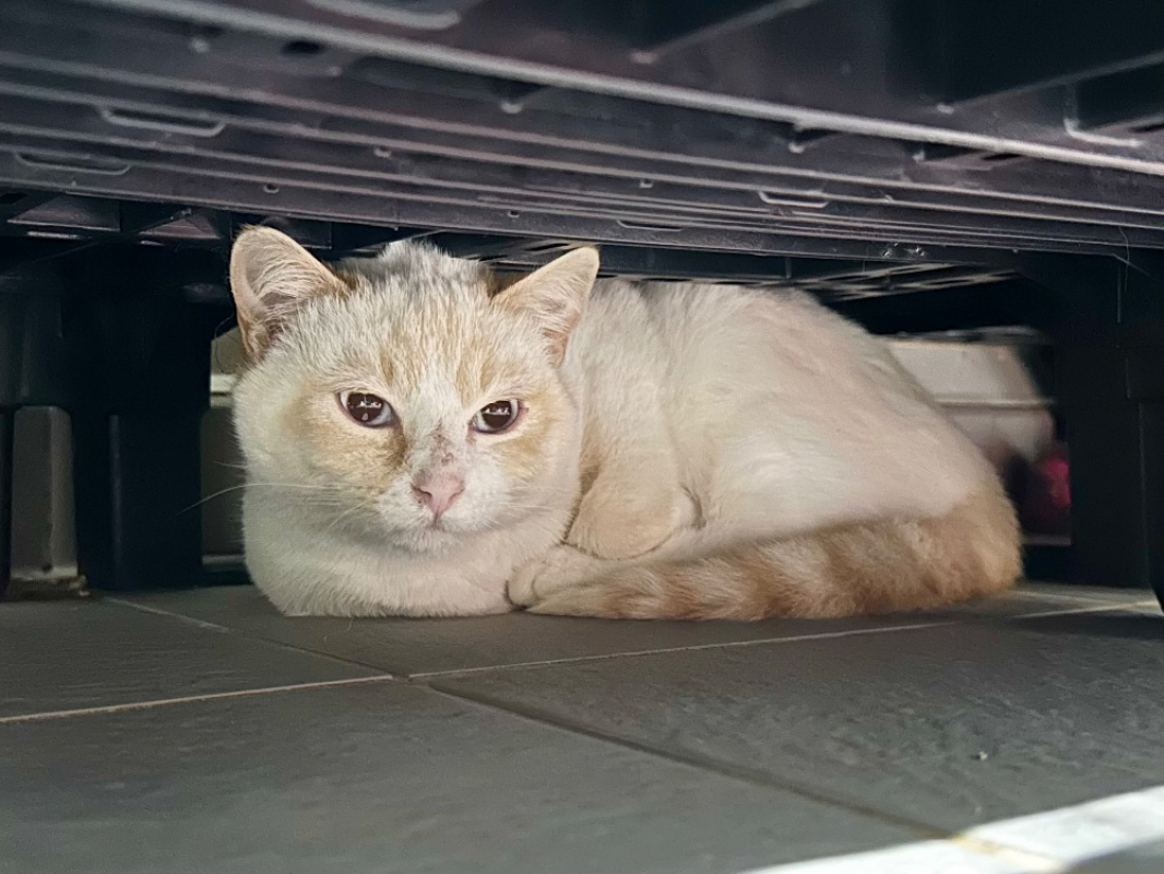 Photo #2 de Chaussette