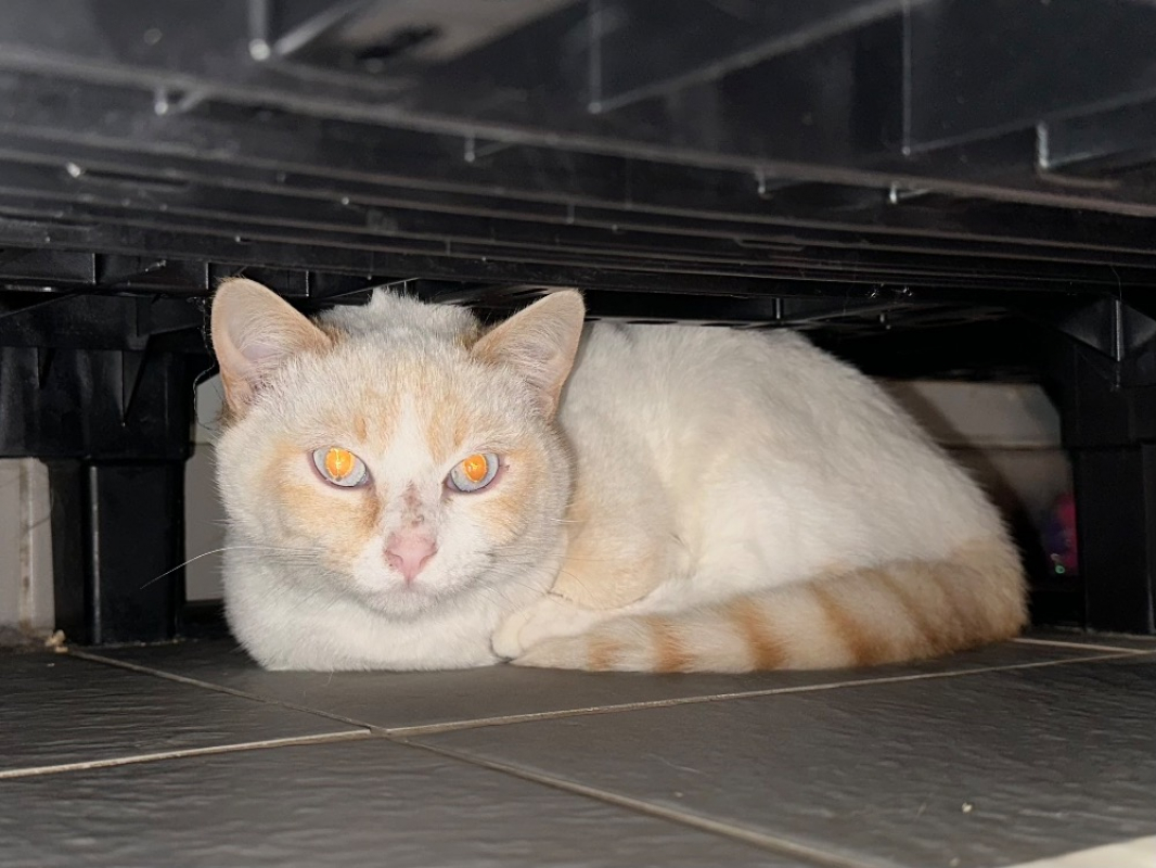 Photo #3 de Chaussette