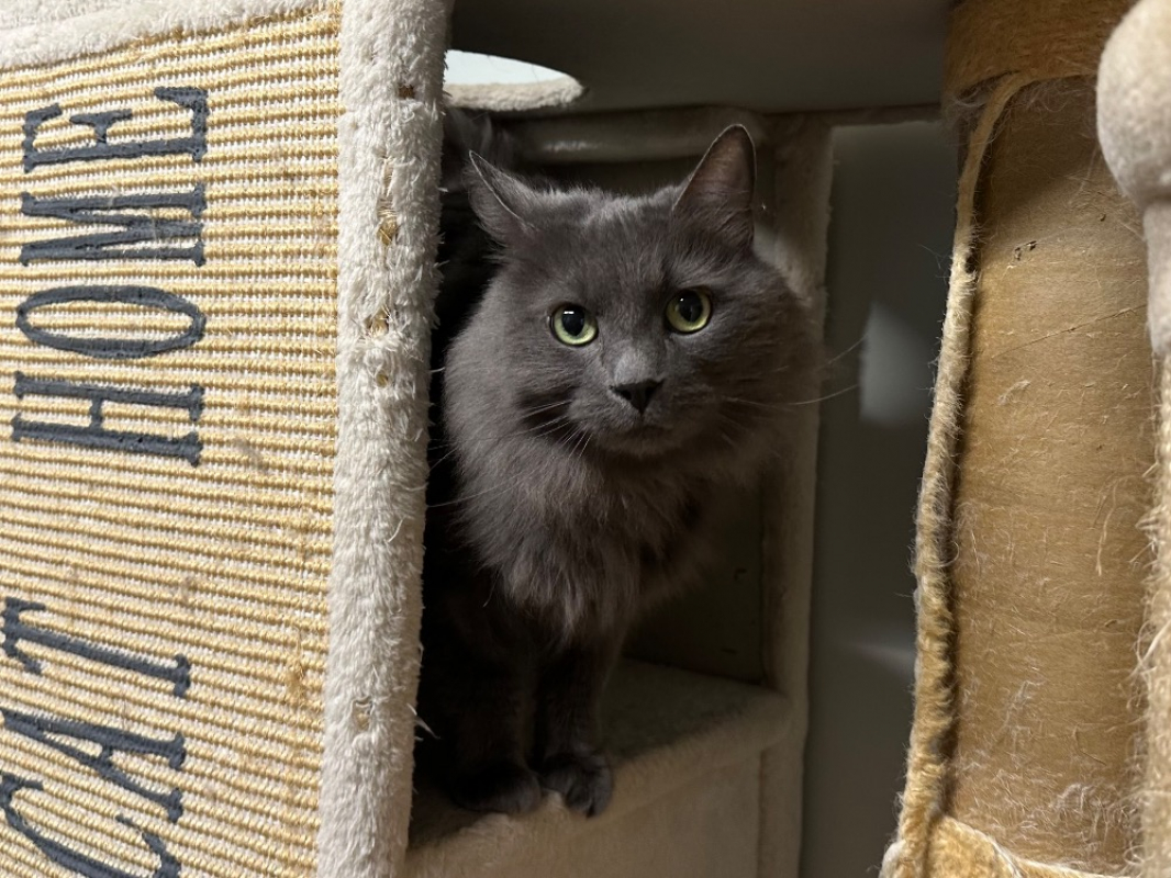 Photo #1 de Mistigri