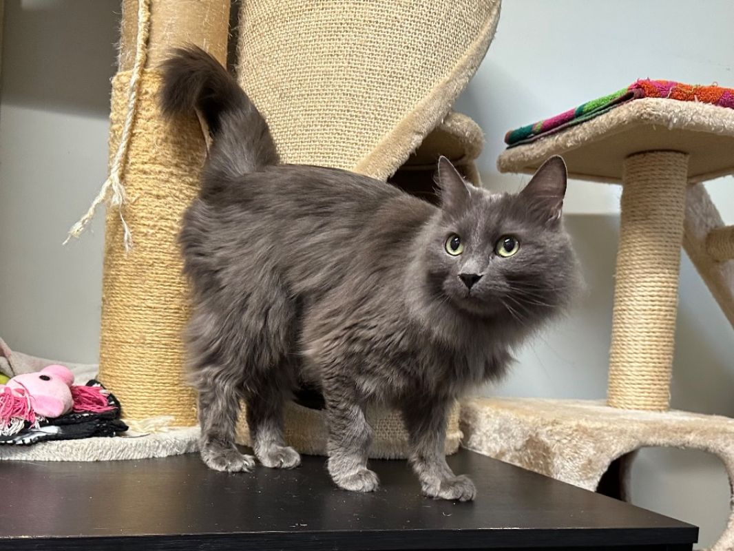 Photo #2 de Mistigri