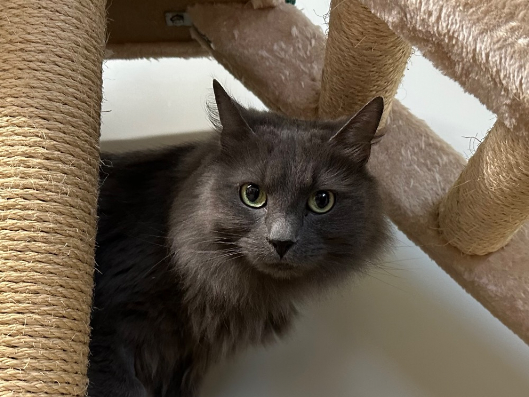 Photo #3 de Mistigri