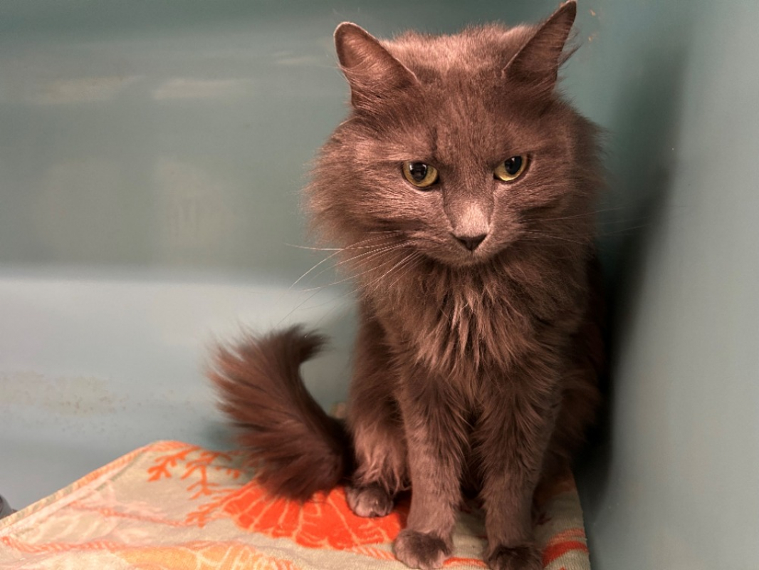 Photo #4 de Mistigri