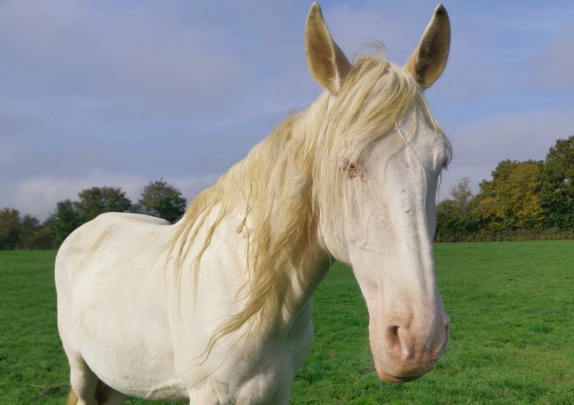 Photo de Tawny parker