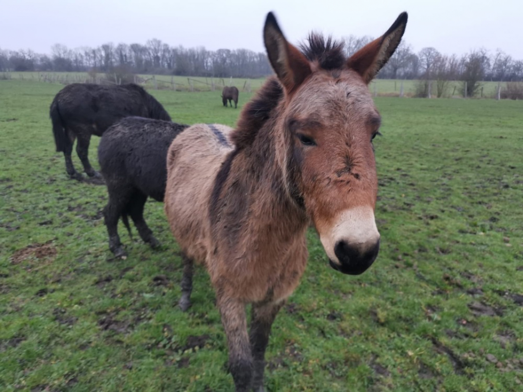 Photo de Numa de belnoe