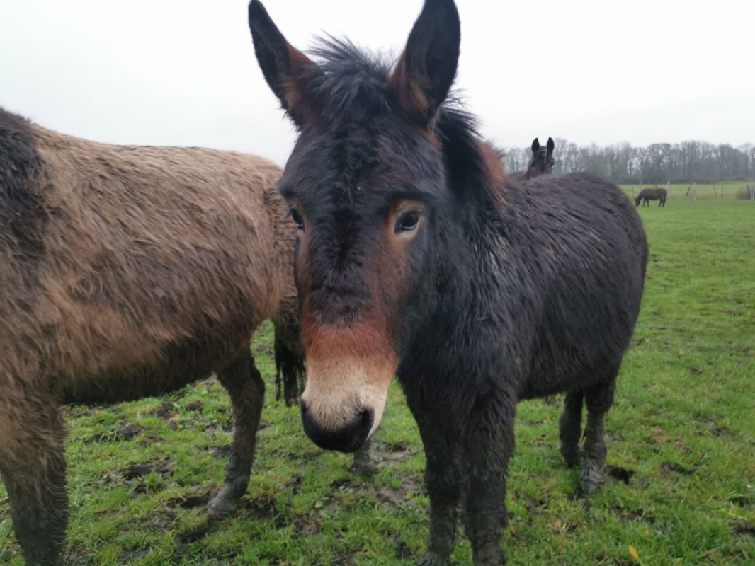 Photo de Yamm de belnoe