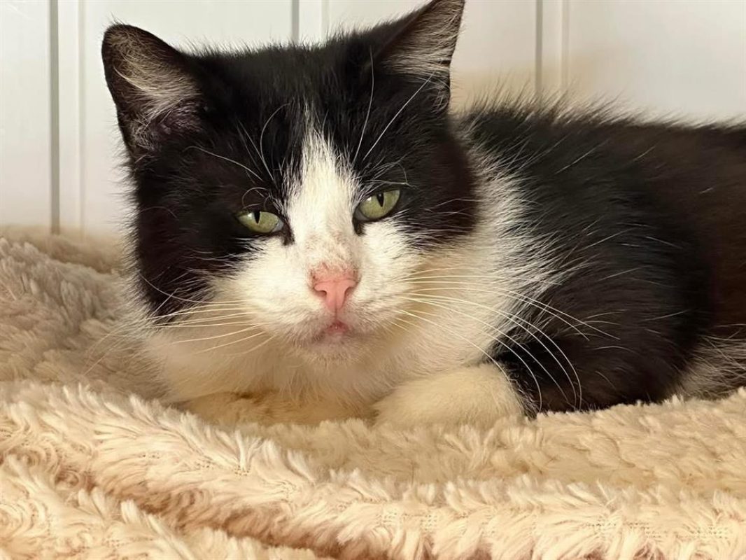 Voltaire - Chat Européen à adopter