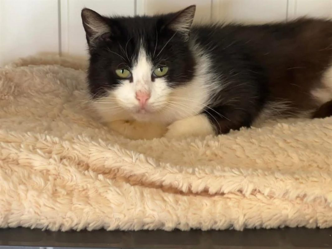 Voltaire - Chat Européen à adopter - photo 2
