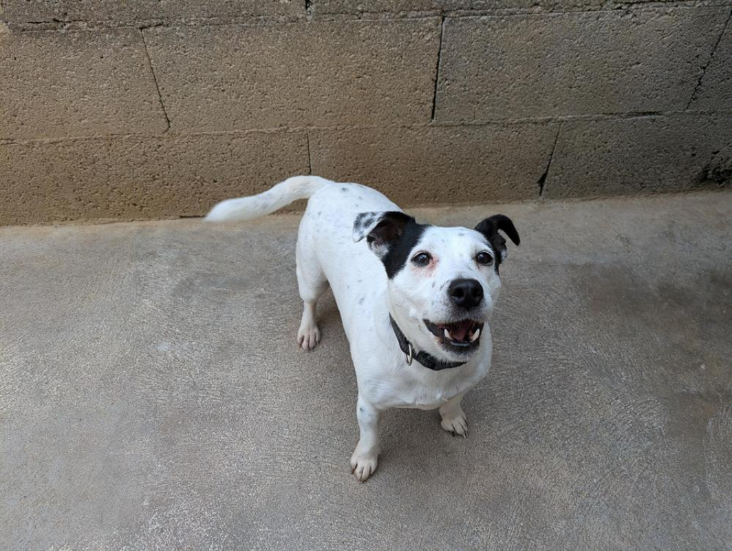 Photo #2 de Orchid réservé