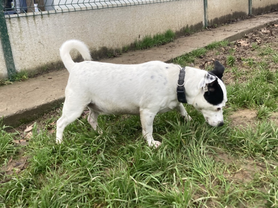 Photo #6 de Orchid réservé