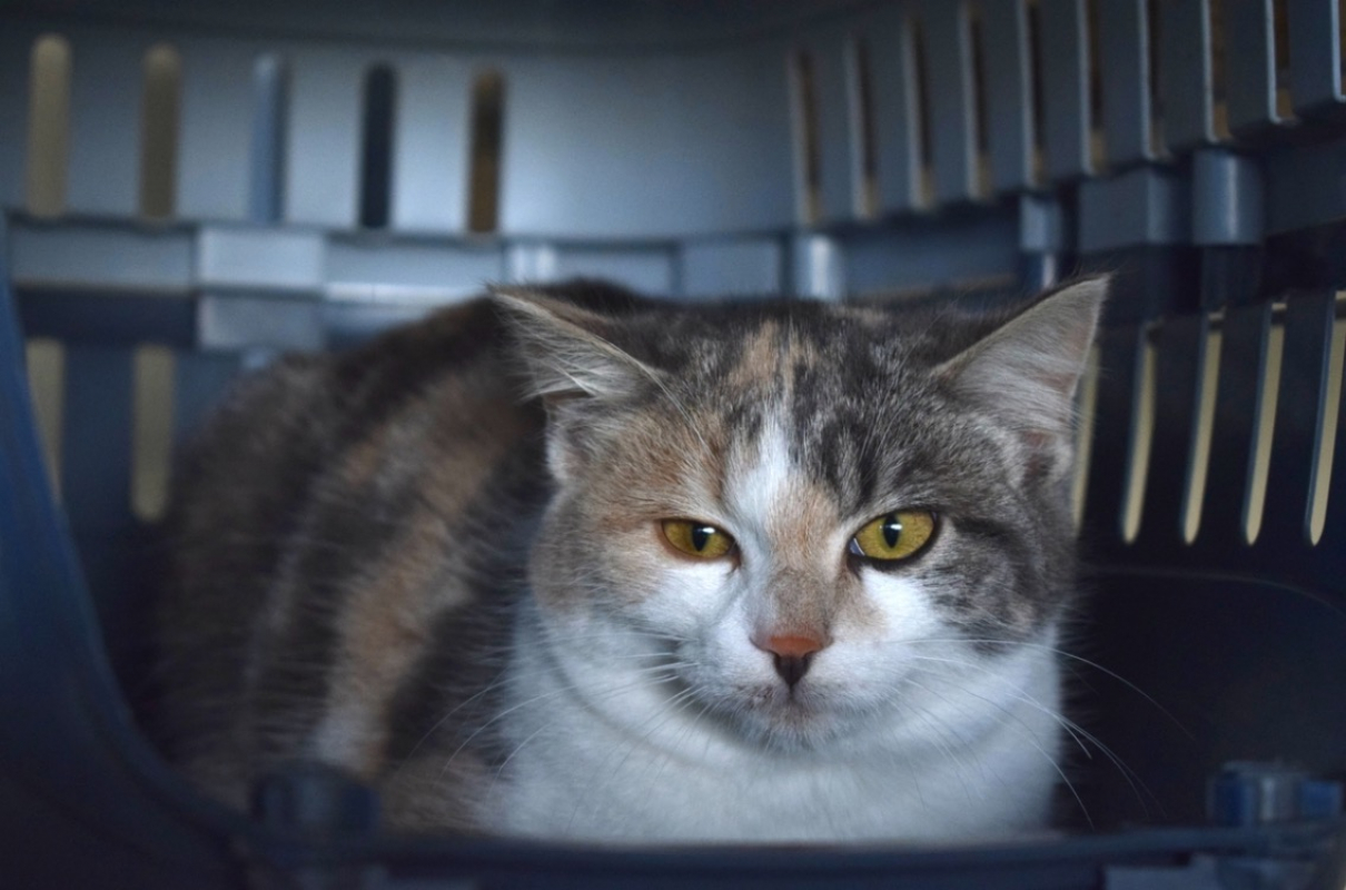 Photo #1 de Poupette