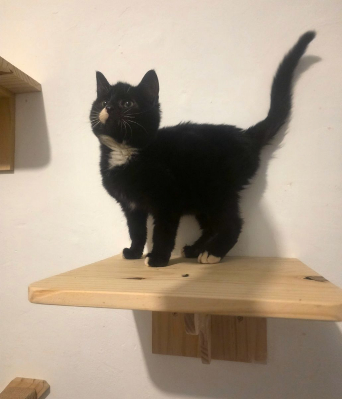 Photo #1 de Aristote