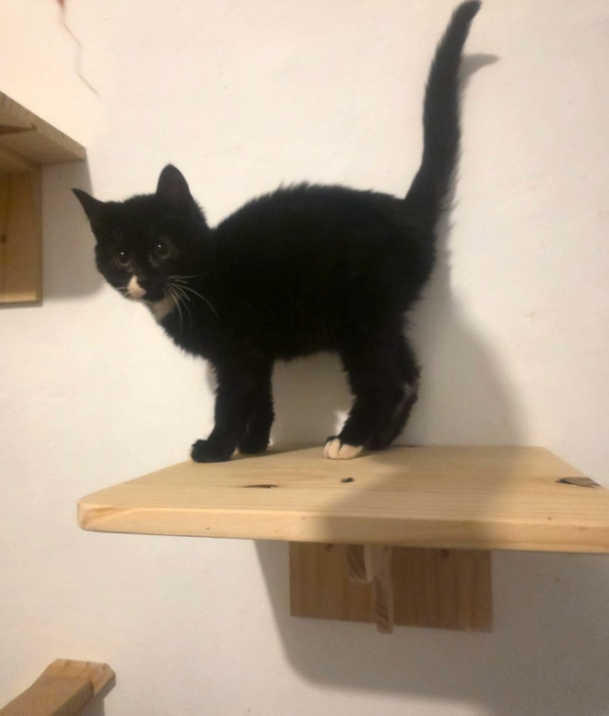 Photo #2 de Aristote