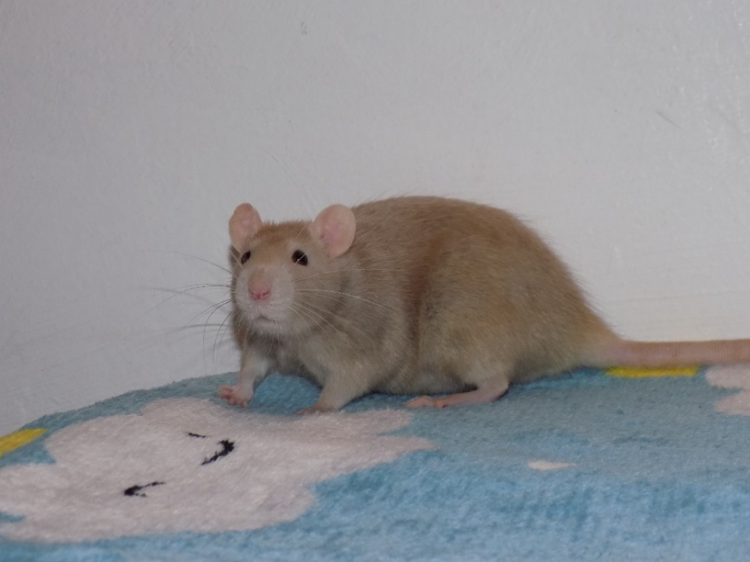 Photo #1 de Framboise