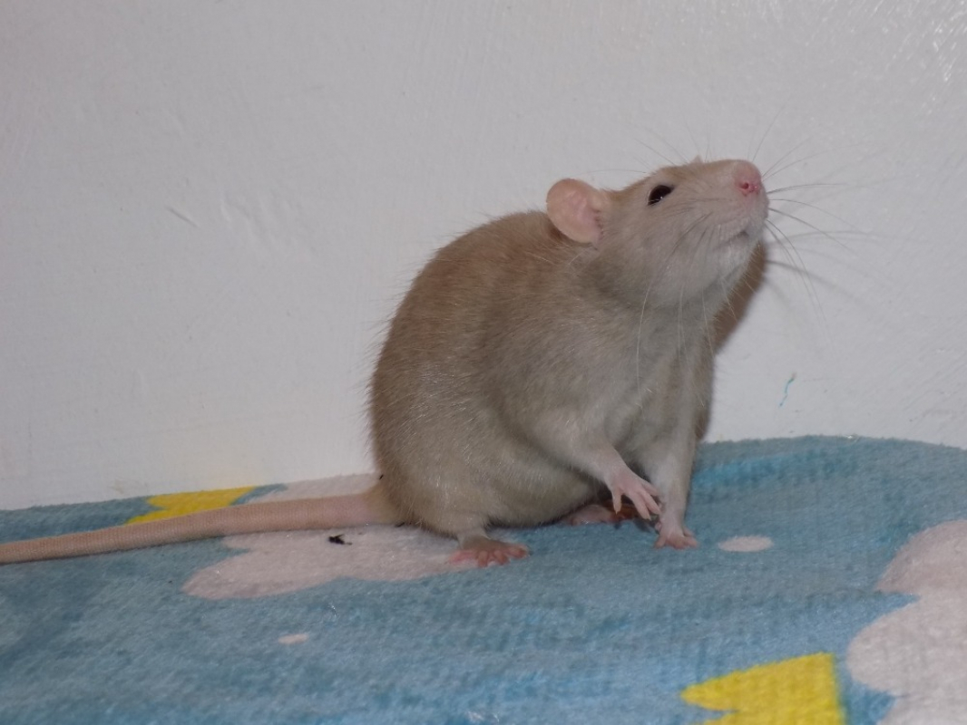 Photo #4 de Framboise