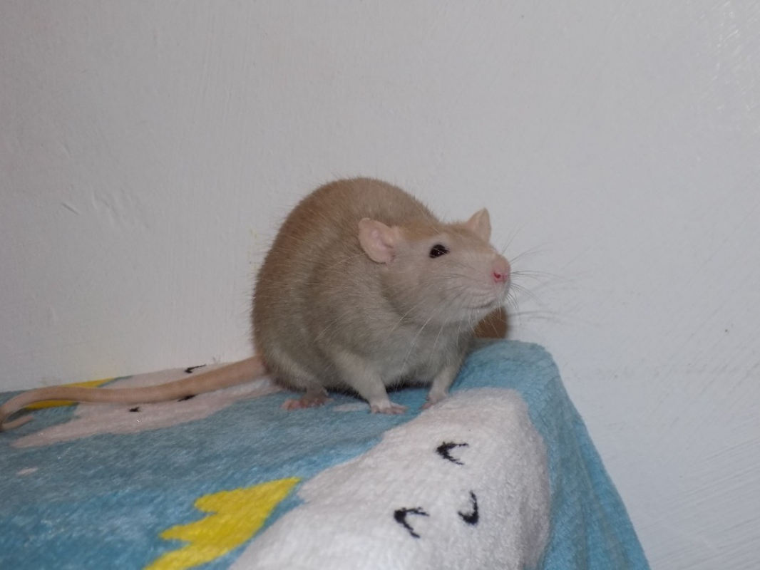 Photo #2 de Framboise